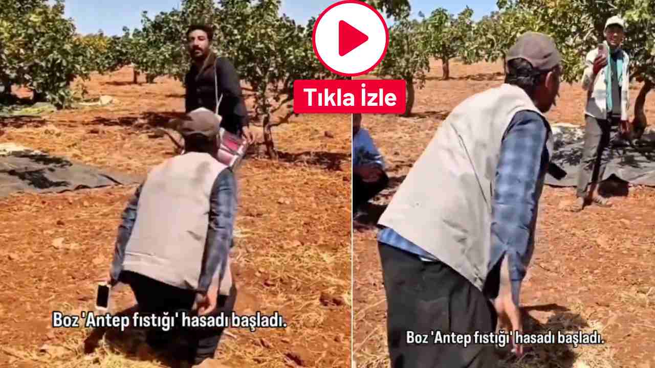 Gaziantep’te Dev Hasat Davul Zurnayla Başladı