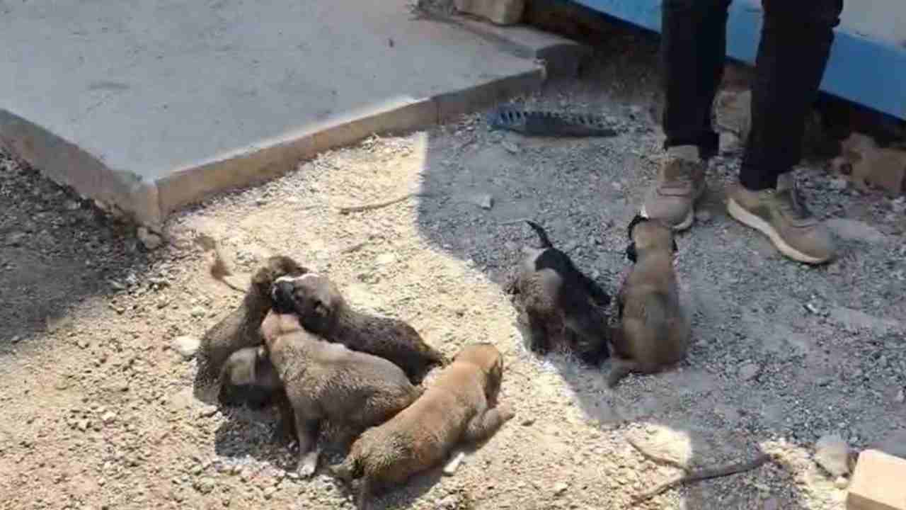 Gaziantep’te Minik Yavrular İçin Seferberlik! Anne Köpek Böyle Kurtarıldı