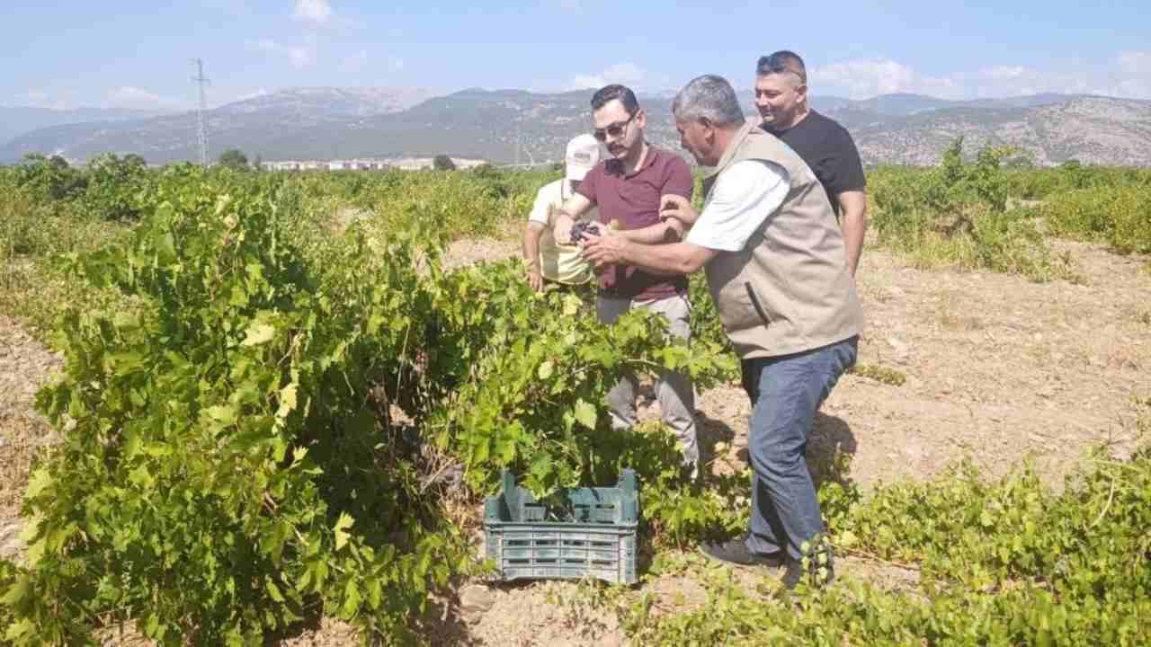 Gaziantep’te hasat zamanı: Çiftçinin gözü bu sezonda