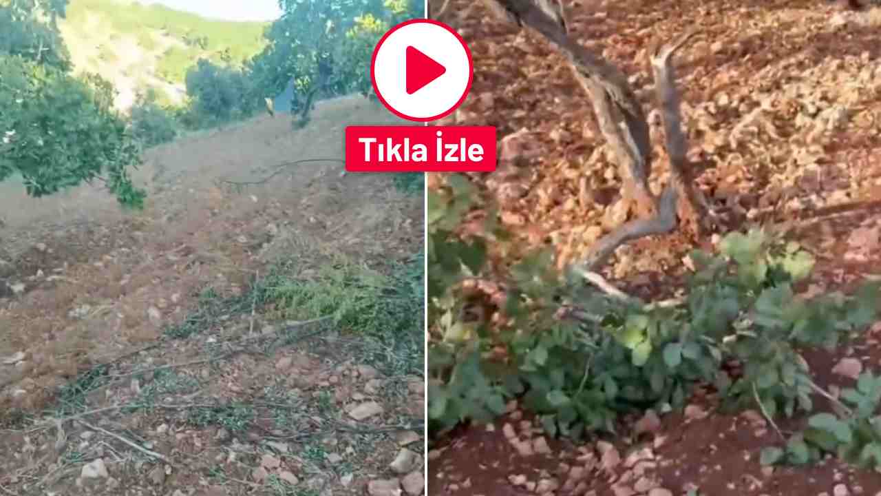Gaziantep Domuzlar Fıstık Bahçelerine Dadandı! Üretici Çaresiz