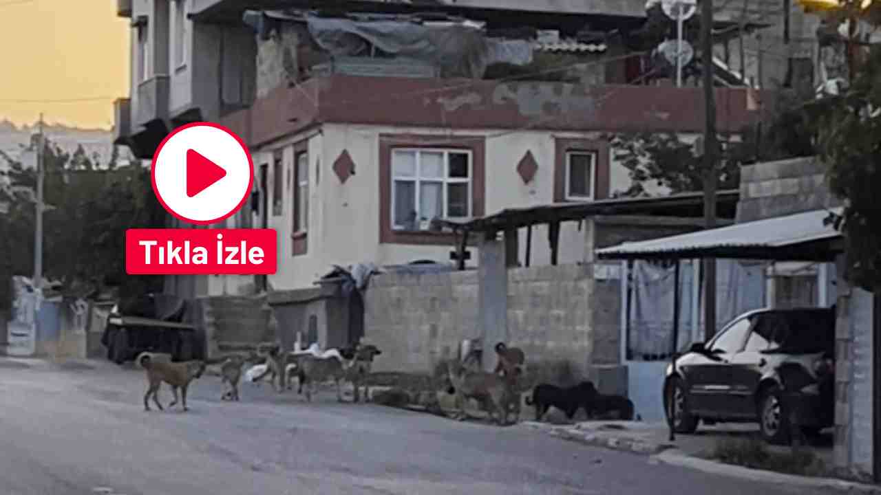 Gaziantep’te O İlçeyi Köpekler Bastı! Halk Korkuyor...