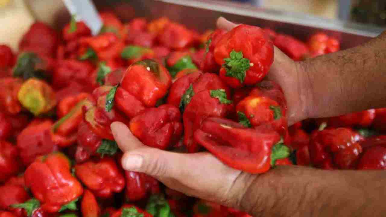 Gaziantep’te Antep Salçası Telaşı Başladı! Kilosu 400 TL