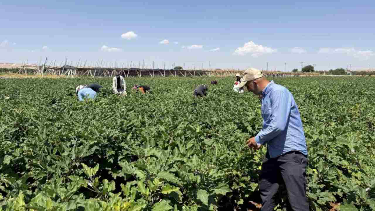 Gaziantep’te Dev Hasad Başladı