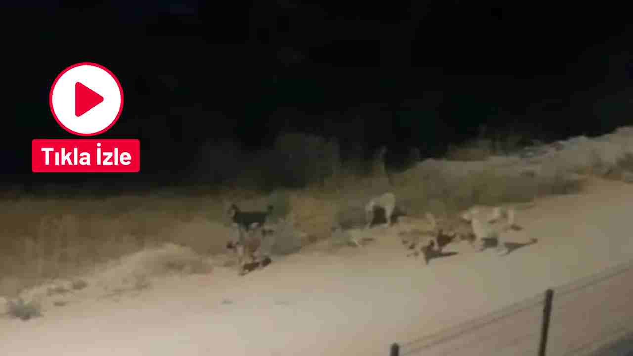 Gaziantep'te vatandaşları tedirgin eden köpek sürüsü
