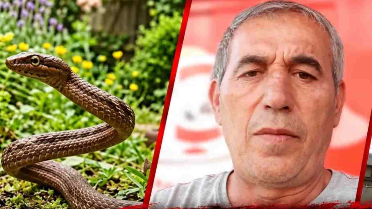 Gaziantep’te Görülmemiş Acı: Tarladaki Yılan Can Aldı!