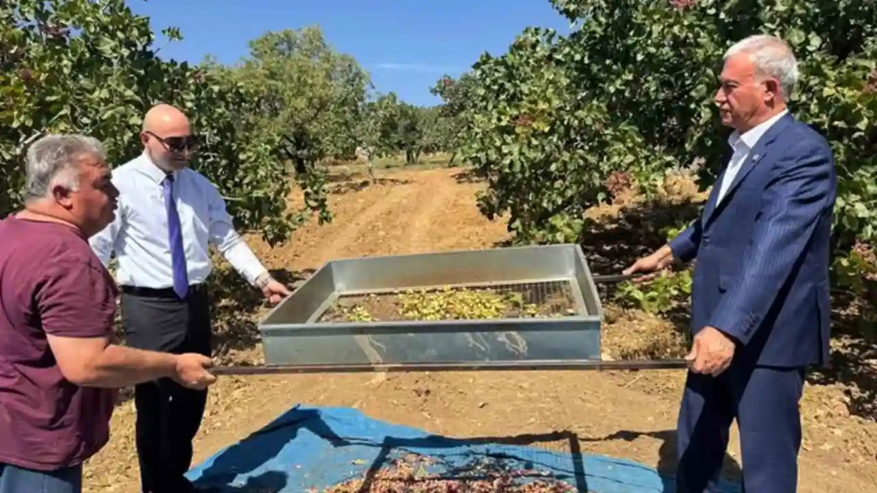 Araban’da Antep fıstığı hasadı başladı