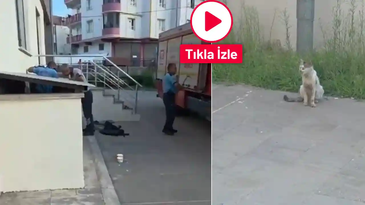 Gaziantep'te Anne Kedinin Gözü Önünde Can Pazarı!
