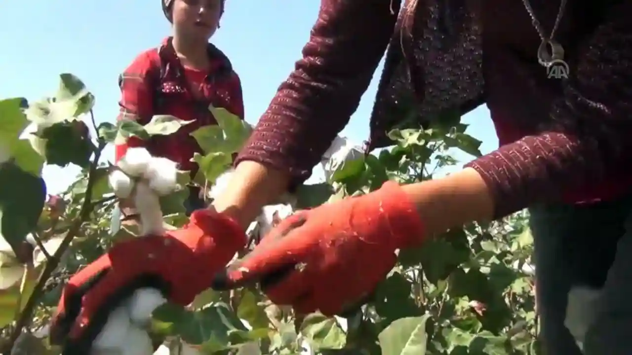 Gaziantep'te Beyaz Altın'ın Hasadı Başladı