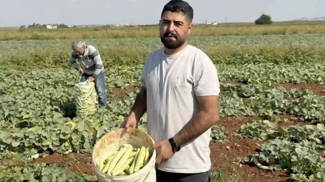 Gaziantep’te turşuluk acur hasadı başladı