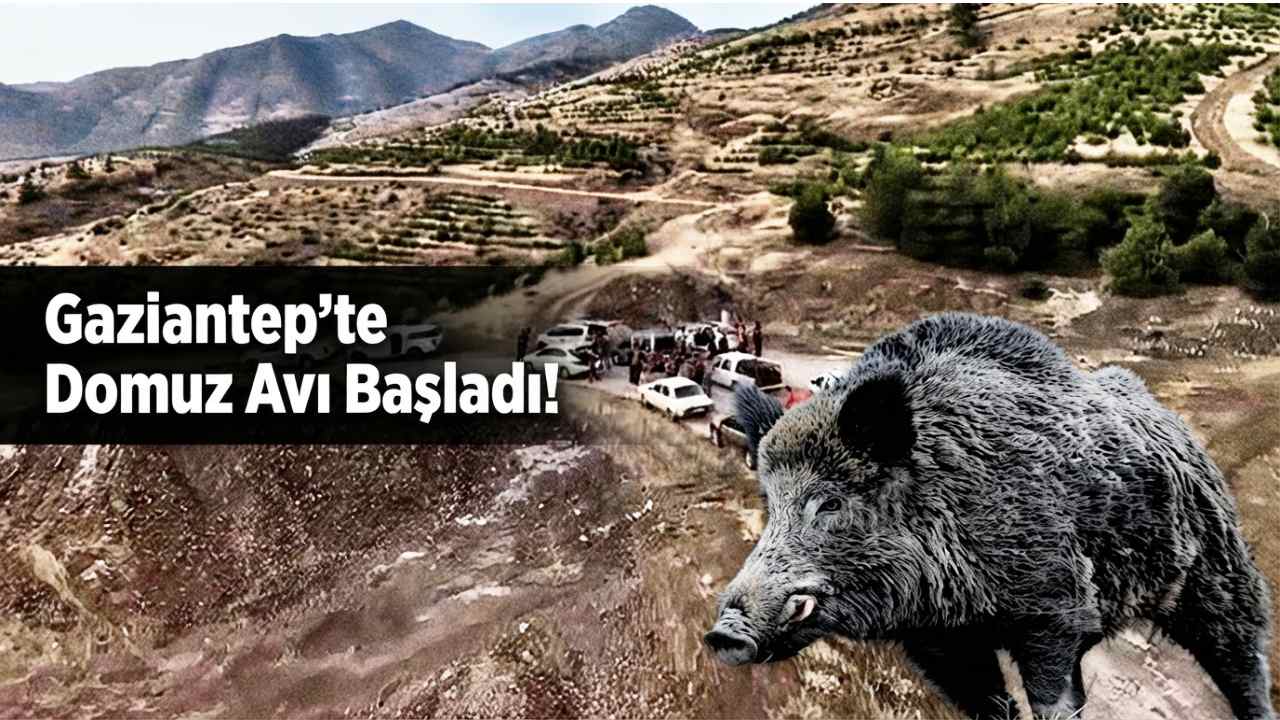 Gaziantep'te Domuz Avı Başladı!