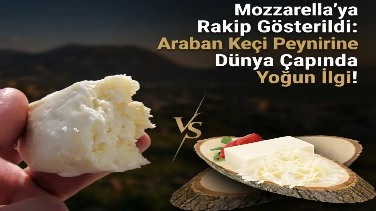 Mozzarella’ya Rakip Gösterildi: Araban Keçi Peynirine Dünya Çapında Yoğun İlgi!