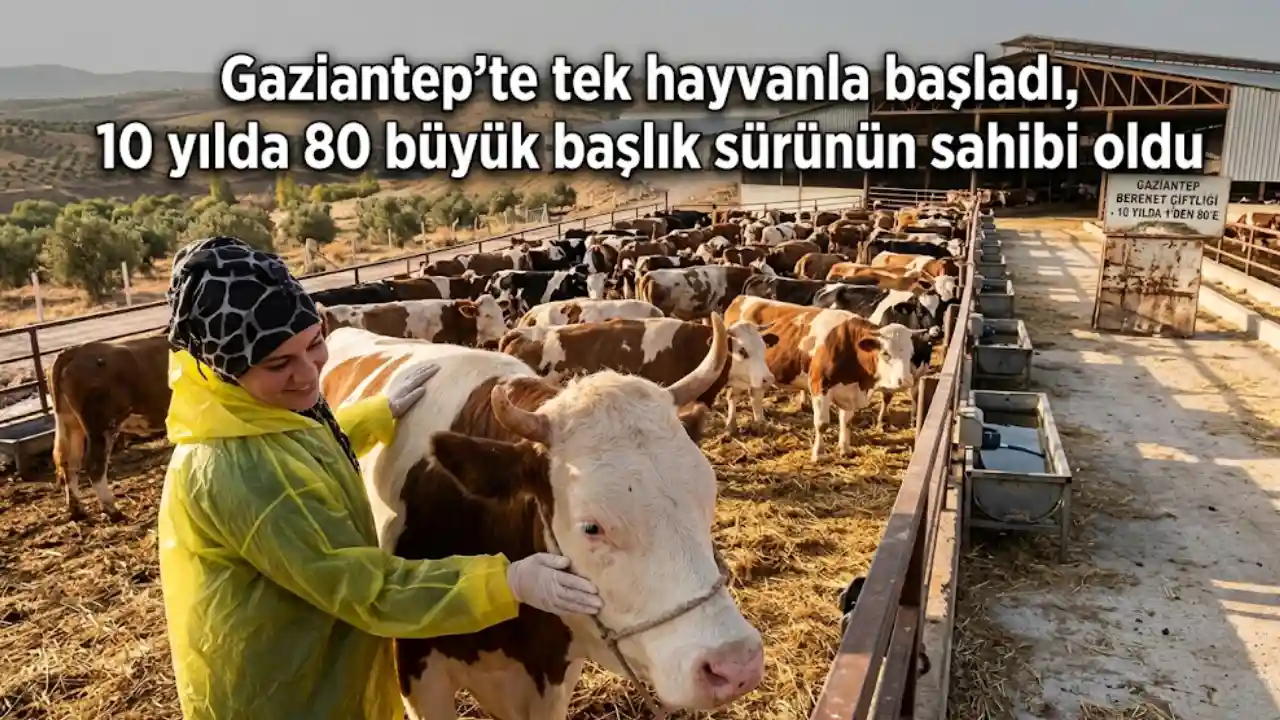 Gaziantep'te tek hayvanla başladı, 10 yılda 80 başlık sürünün sahibi oldu