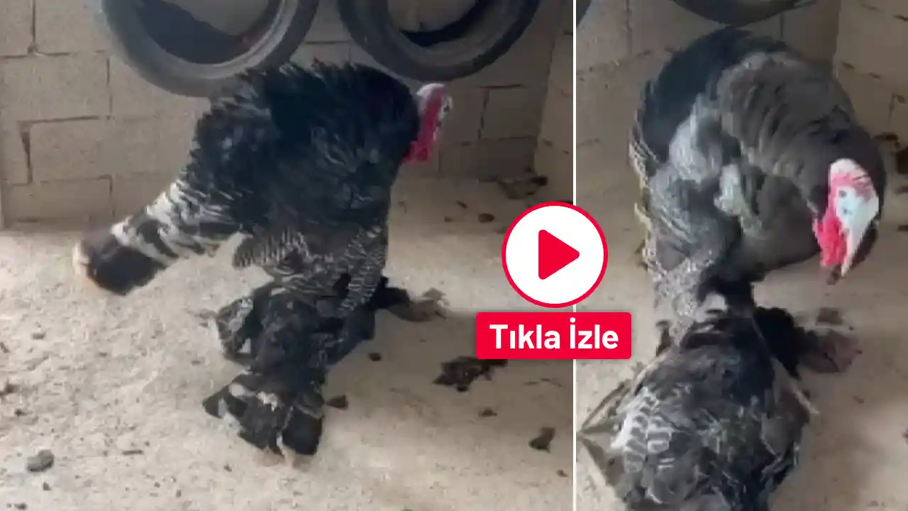 Erkek hindi, vefat eden dişi hindinin başından ayrılmadı