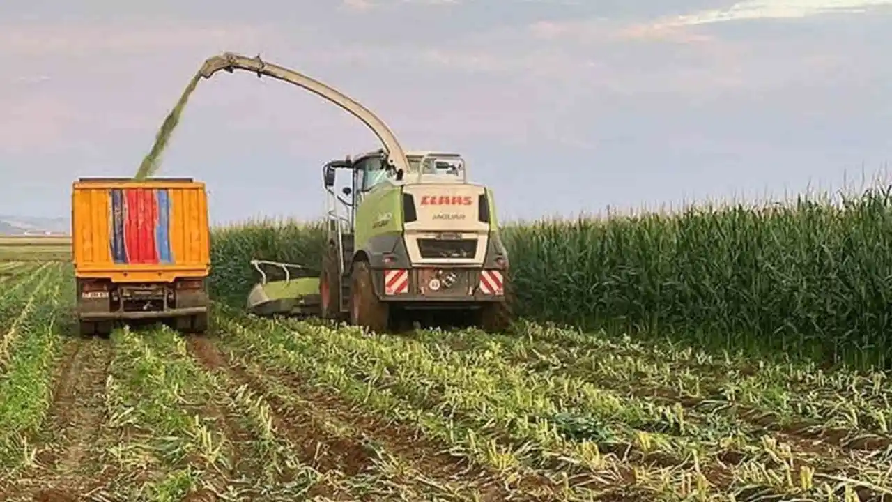 Gaziantep'te Araban Ovası’nda 'Yeşil Altın' Hasadı: Türkiye Peşinde!