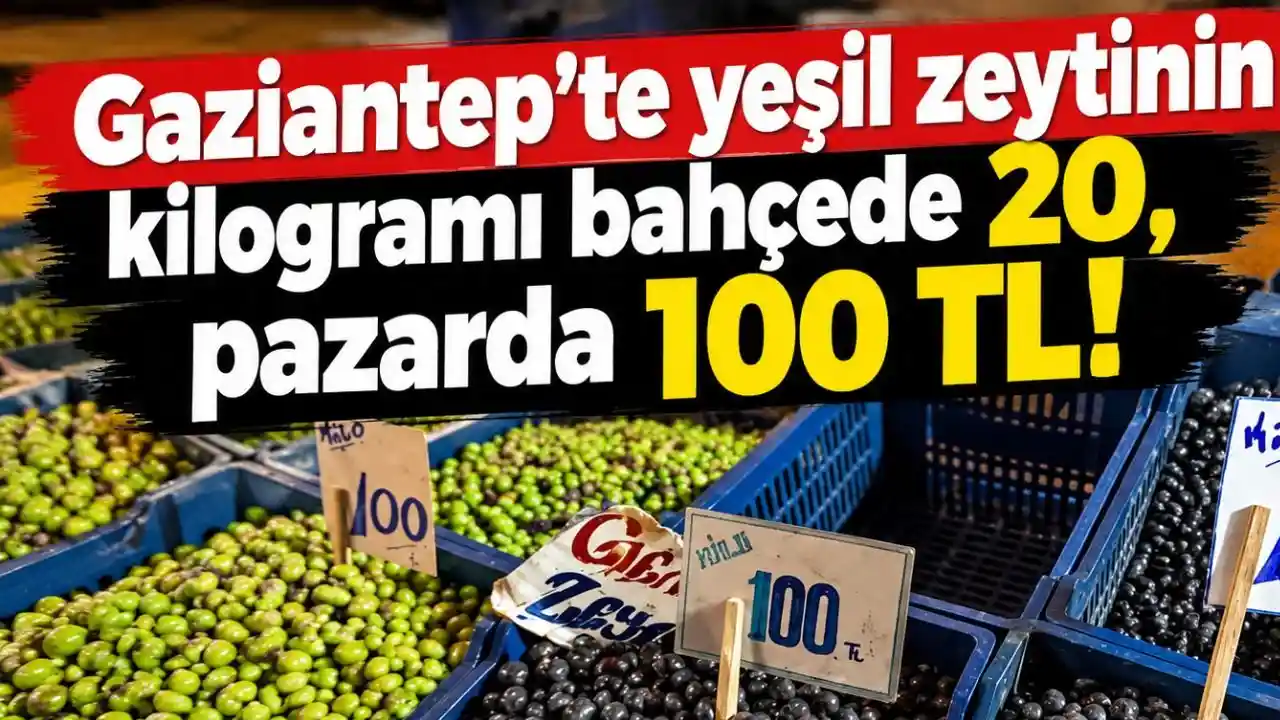 Gaziantep'te 'YEŞİL ZEYTİN' oyunu! Tarlada 20 TL...