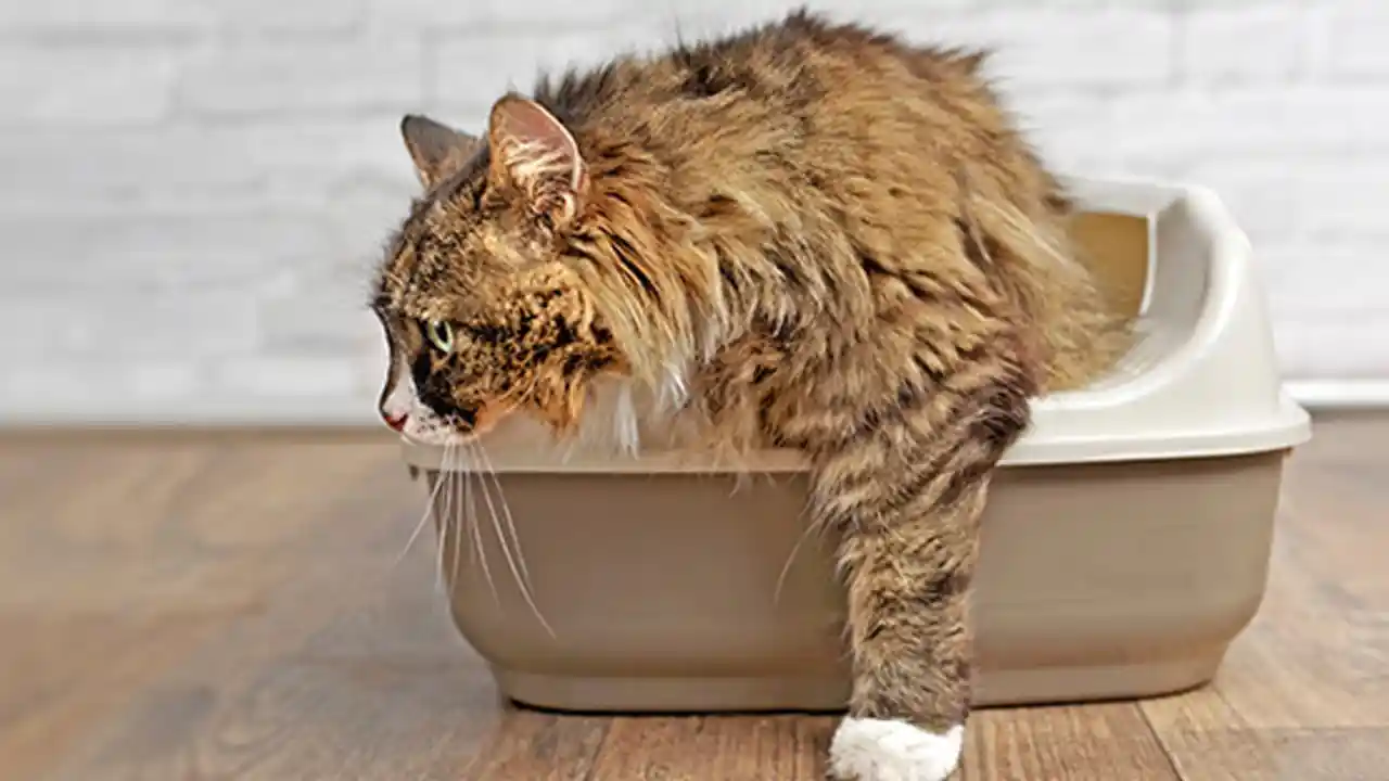 Kedi kumu fabrikası 50 milyon dolar döviz kazandırıyor