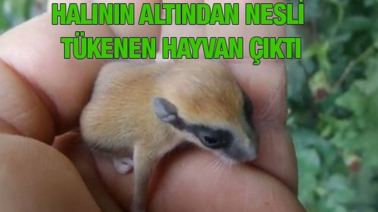 Halının Altından Nesli Tükenen Hayvan Çıktı