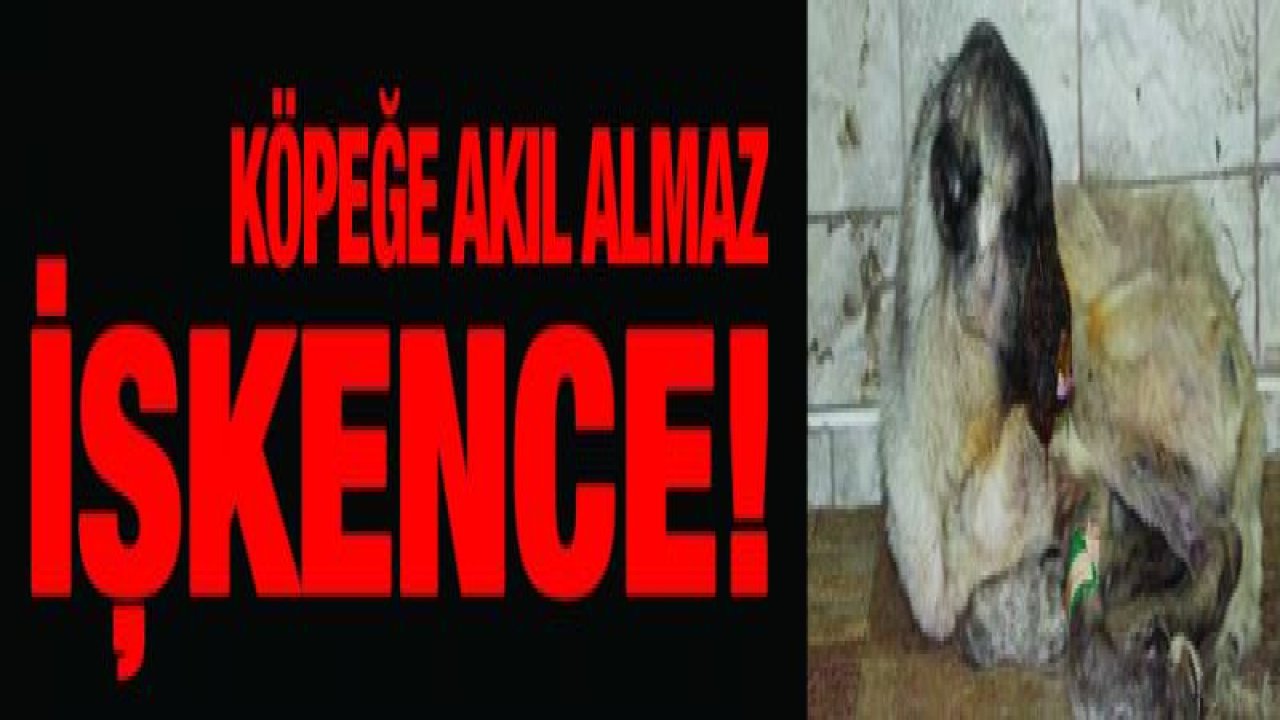 Köpeğin başına kezzap döküp, kulaklarını kesmişler