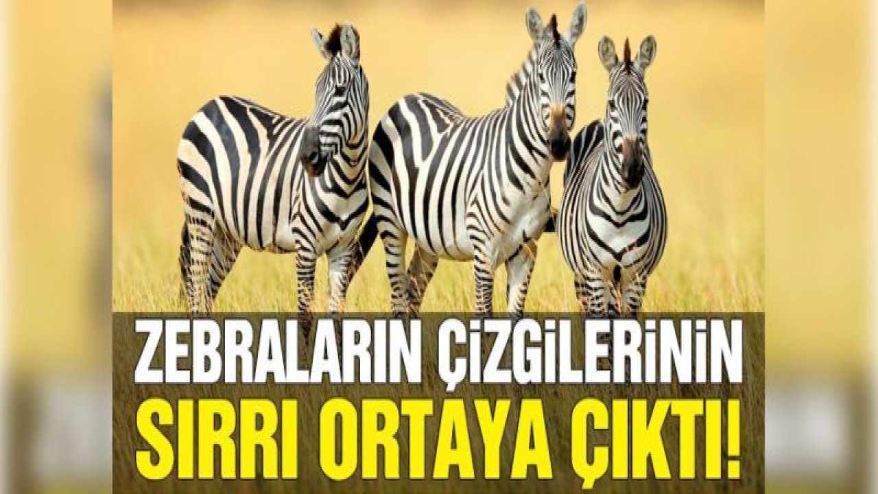 Zebraların çizgilerinin sırrı ortaya çıktı