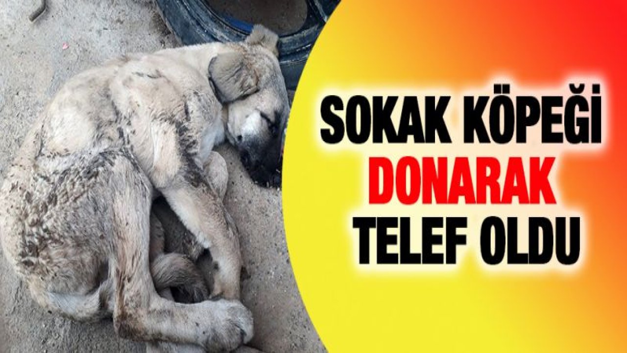Sokak köpeği donarak telef oldu