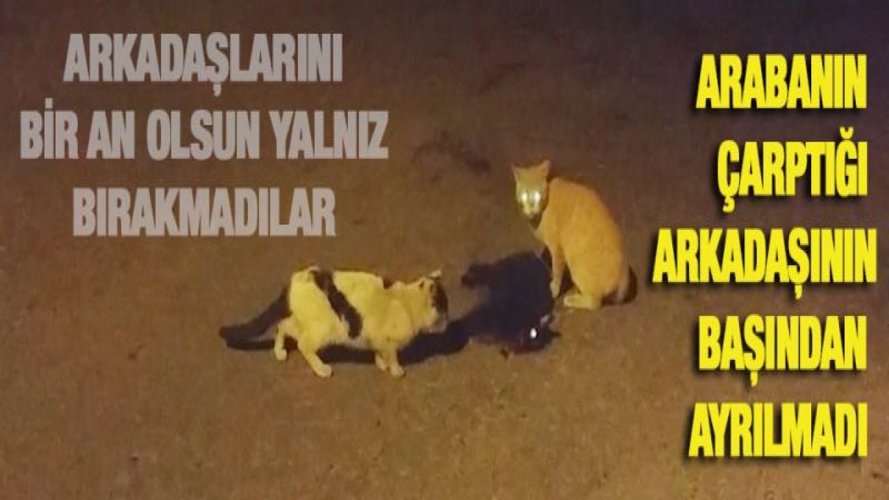Sokak kedisi arabanın çarptığı arkadaşının başından ayrılmadı