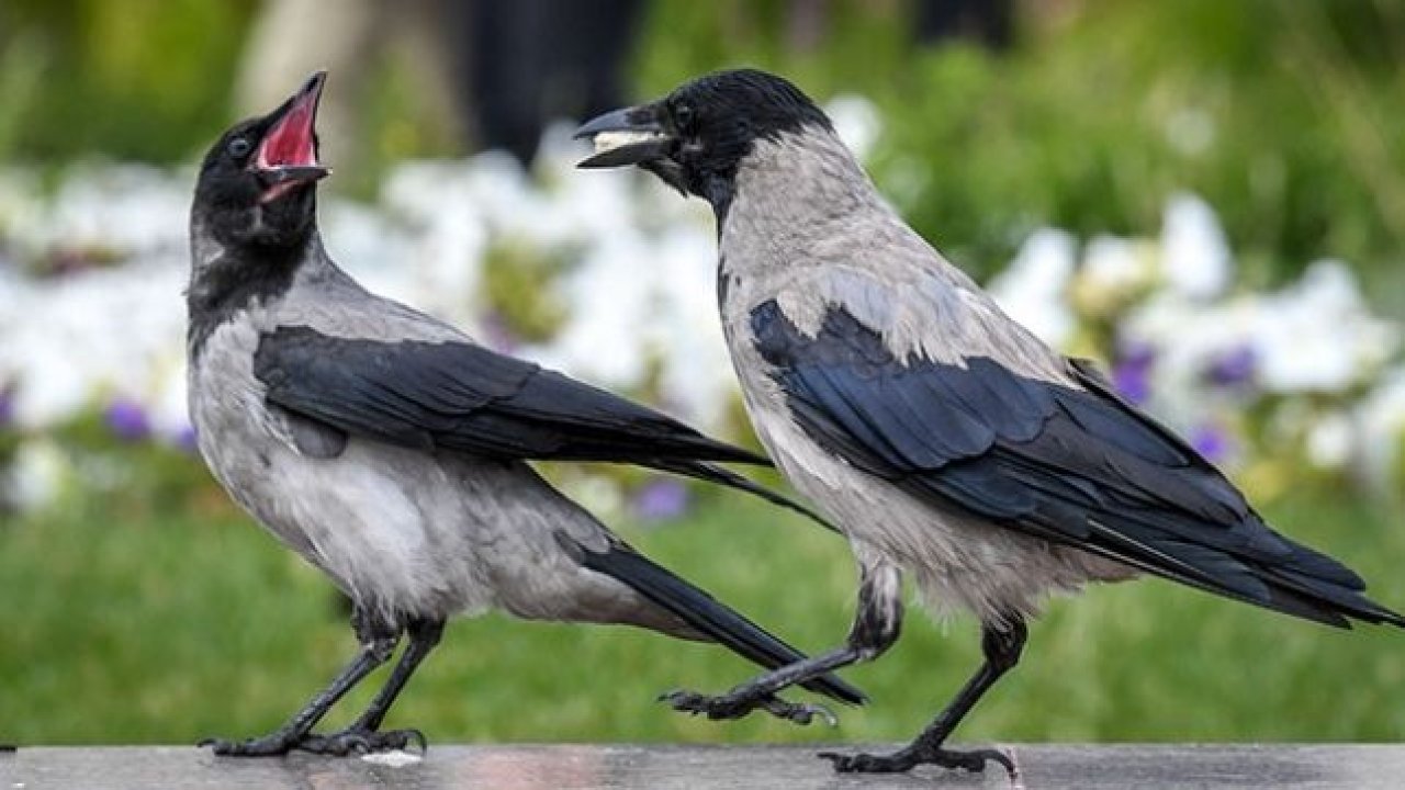 Fast food kargaların da kolesterolünü artırdı