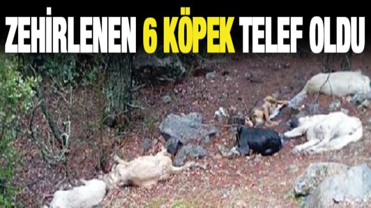 Nurdağı'nda zehirlenen 6 köpek telef oldu