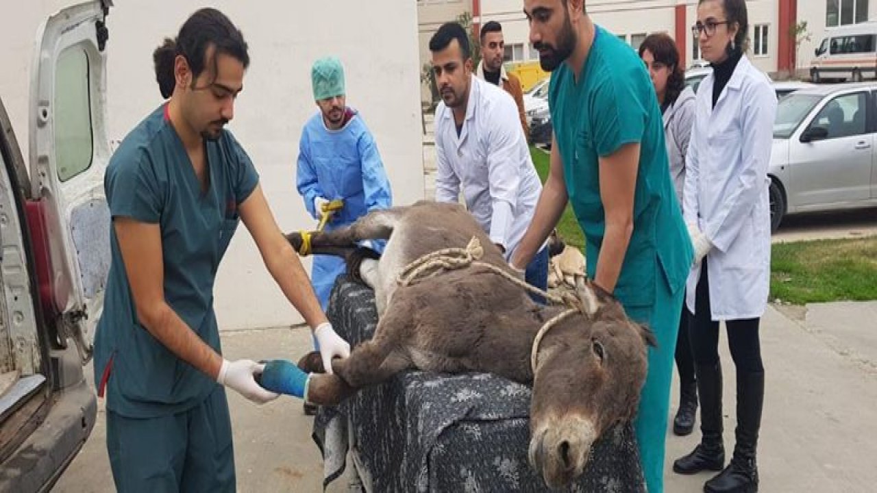 Okul servisinin çarptığı eşeğe hayvan severler sahip çıktı