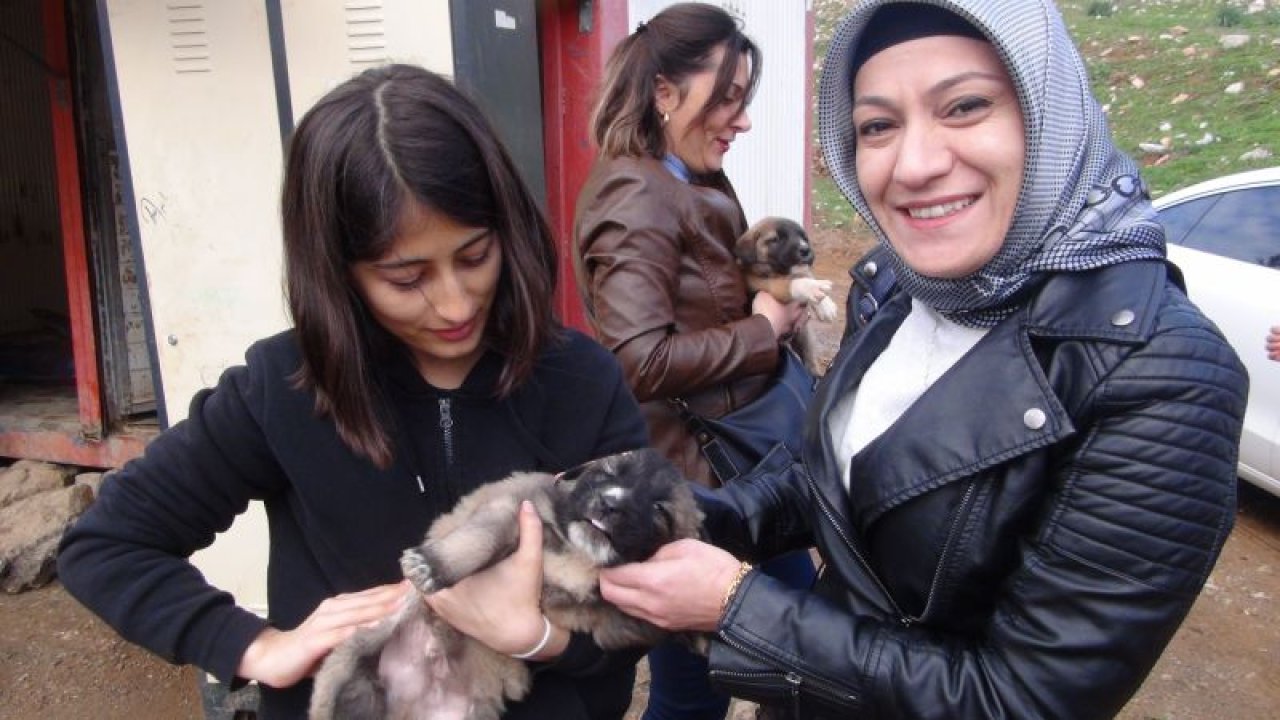 Sokak hayvanları için sosyal sorumluluk projesi