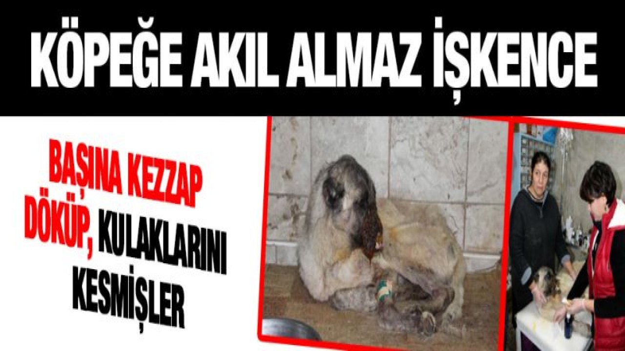 Köpeğin başına kezzap döküp, kulaklarını kesmişler