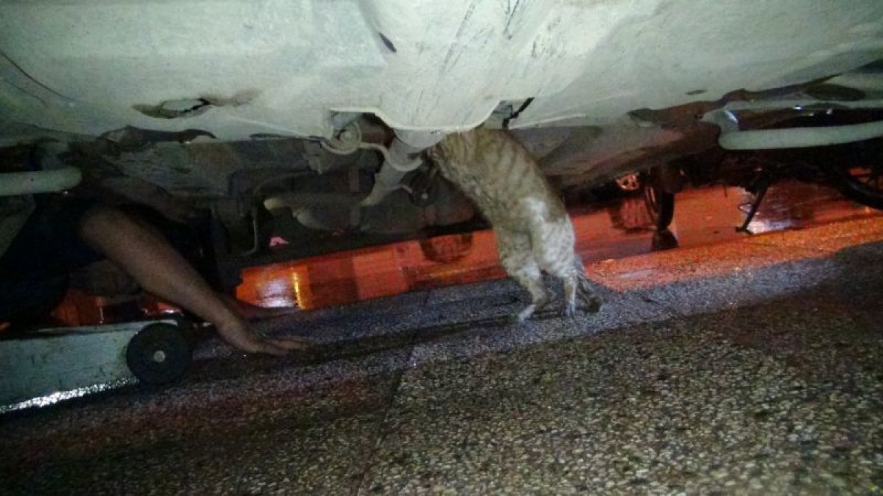 Haylaz kedi önce iş makinesine sonra otomobilin motoruna sıkıştı