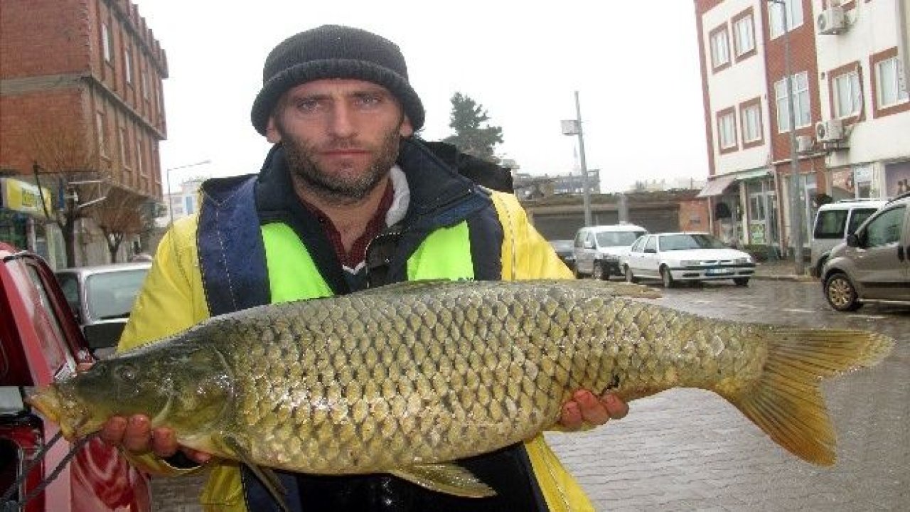 Fırat'ta yakalanan balıklar Arabanlıların yüzünü güldürdü