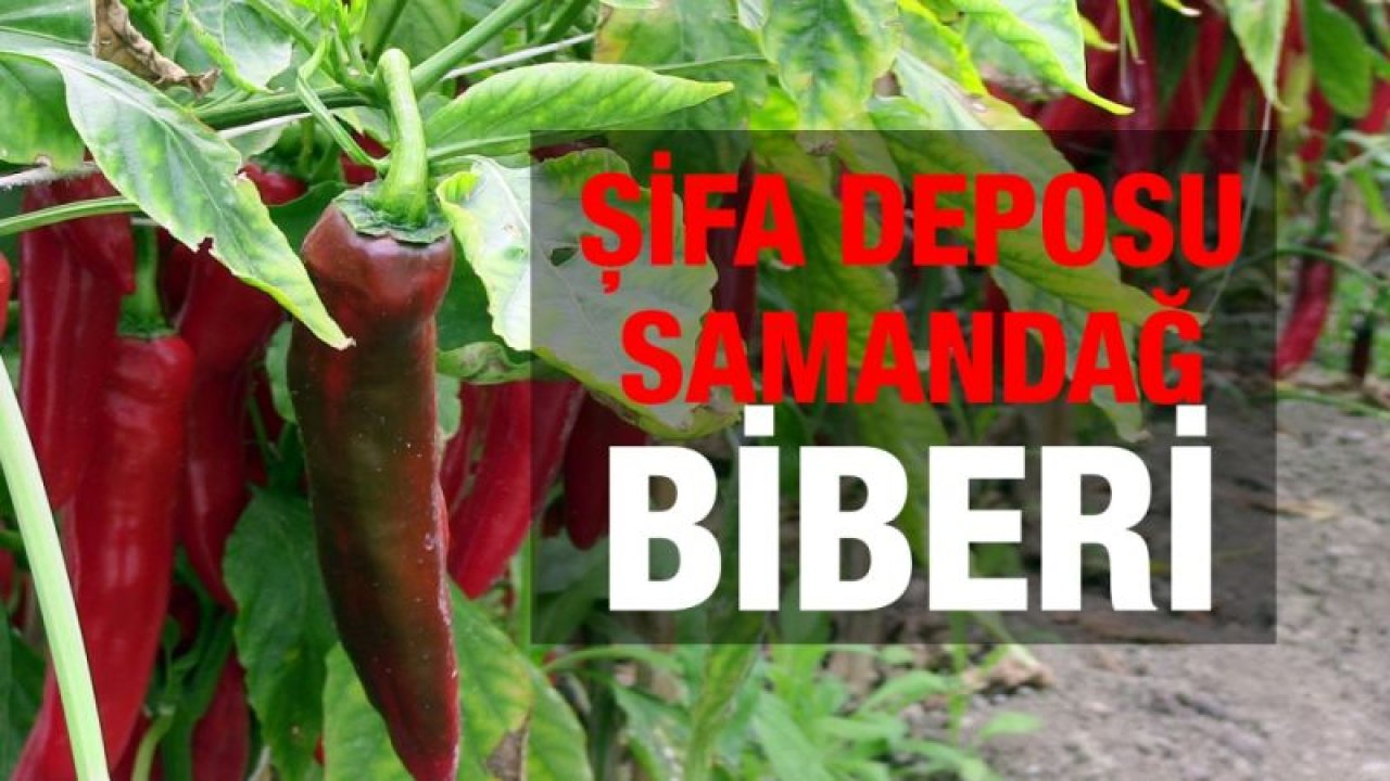 Şifa deposu Samandağ biberi tüketicinin gözdesi oldu