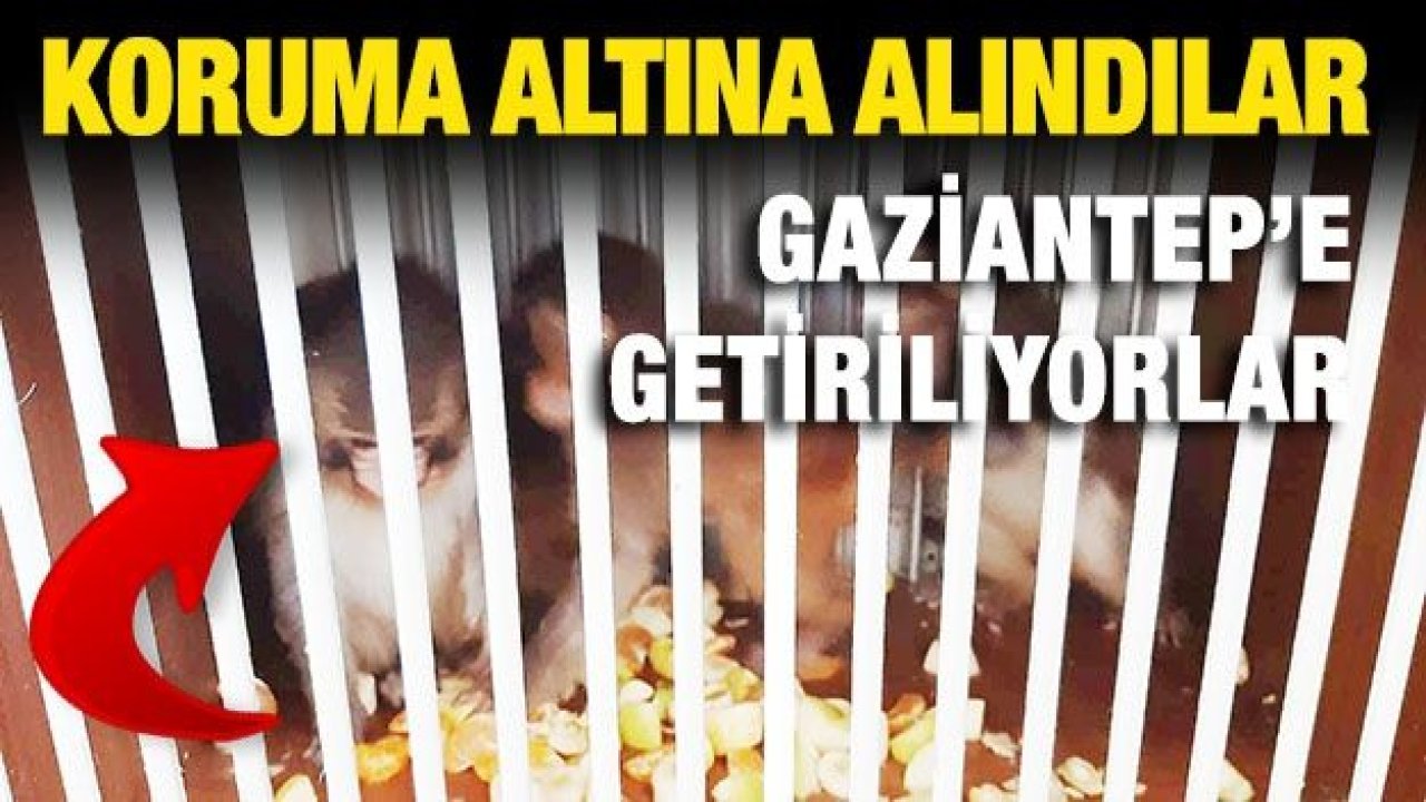 4 örümcek maymun koruma altına alındı