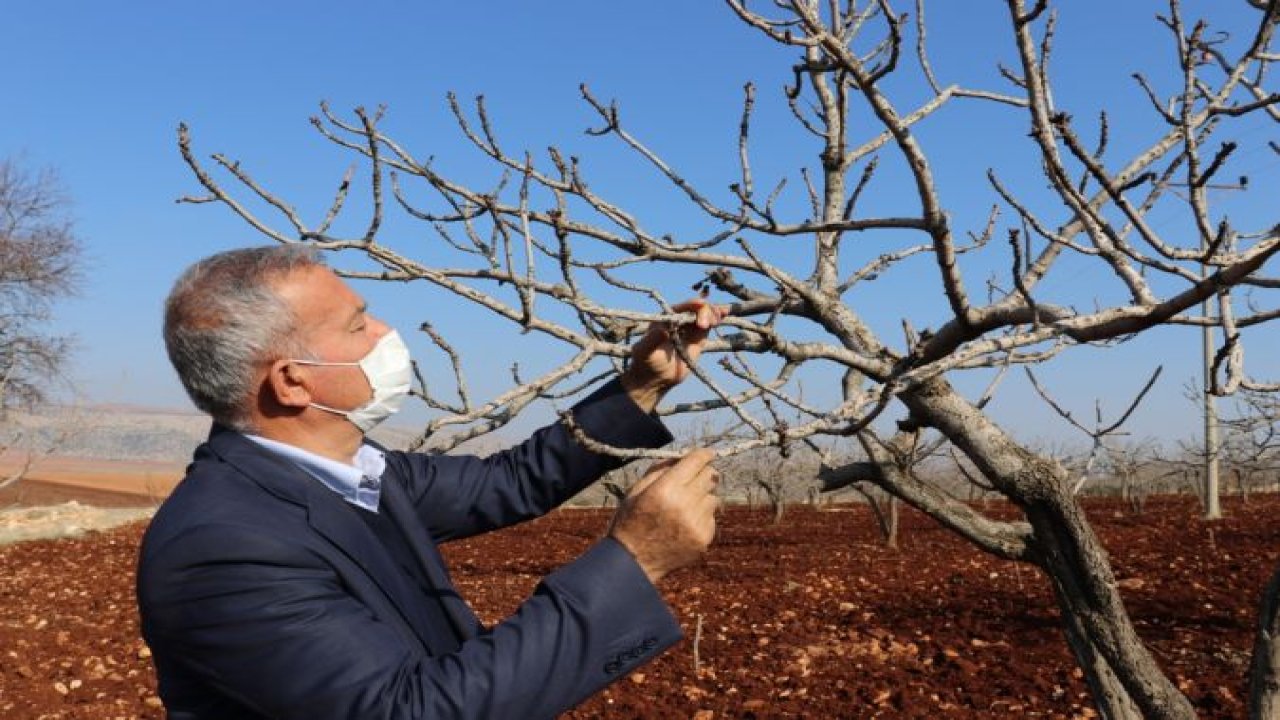 Araban Ziraat Odası Başkanı Hasan Altun, fıstık üreticisinin hava durumu nedeniyle sıkıntılı olduğunu belirterek, kısa zamanda mevsim normallerine geçiş beklediklerini bildidi.
