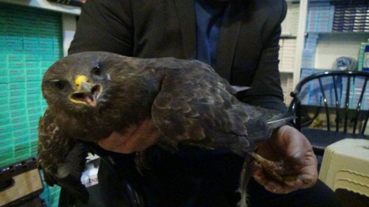 Gaziantep'te tüfekle vurulmuş yaralı şahin bulundu