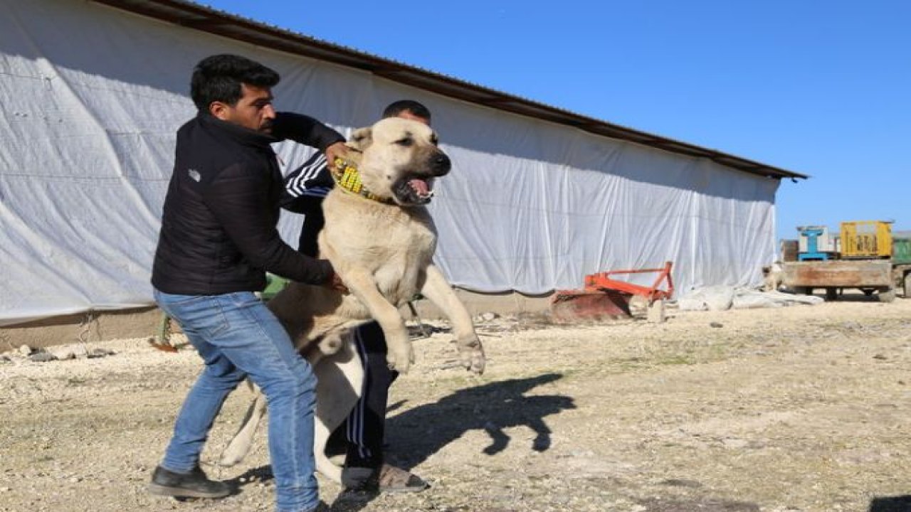 Kangal'ın Güneydoğulu rakibi 'Kurtboğan'