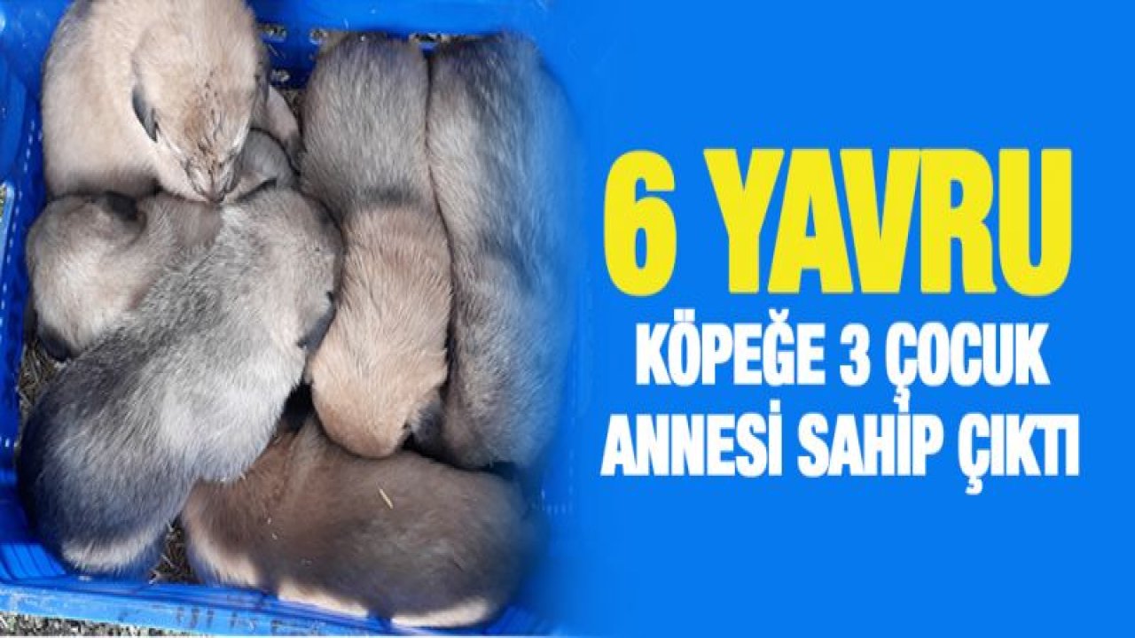 Anneleri telef edilen 6 yavru köpeğe sahip çıktı