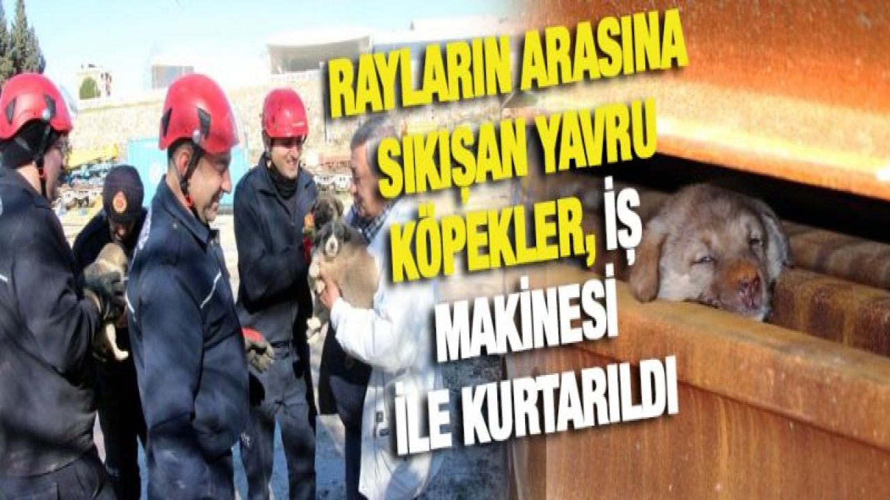 Rayların arasına sıkışan yavru köpekler, iş makinesi ile kurtarıldı