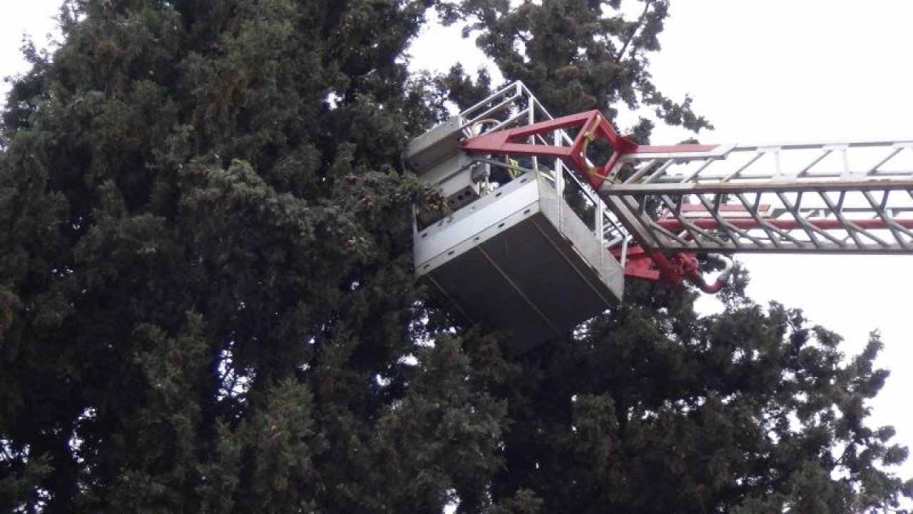 Ağaçta 3 gün boyunca mahsur kalan kedi kurtarıldı