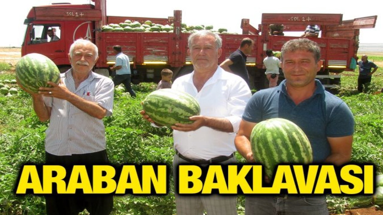Araban Karpuz’unun hasadına başlandı