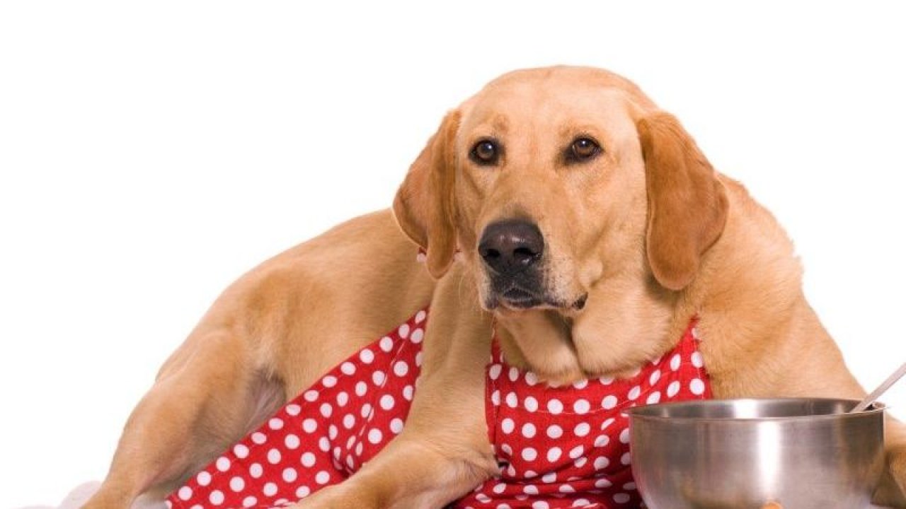 Köpek Maması (Kuru, Ödül, Konserve) Alırken Dikkat Etmeniz Gereken 5 Şey