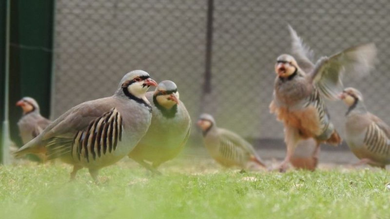 Video İzle...Gaziantep’te yetiştirilen 167 bin keklik Türkiye’nin dört bir yanında kanat çırpıyor