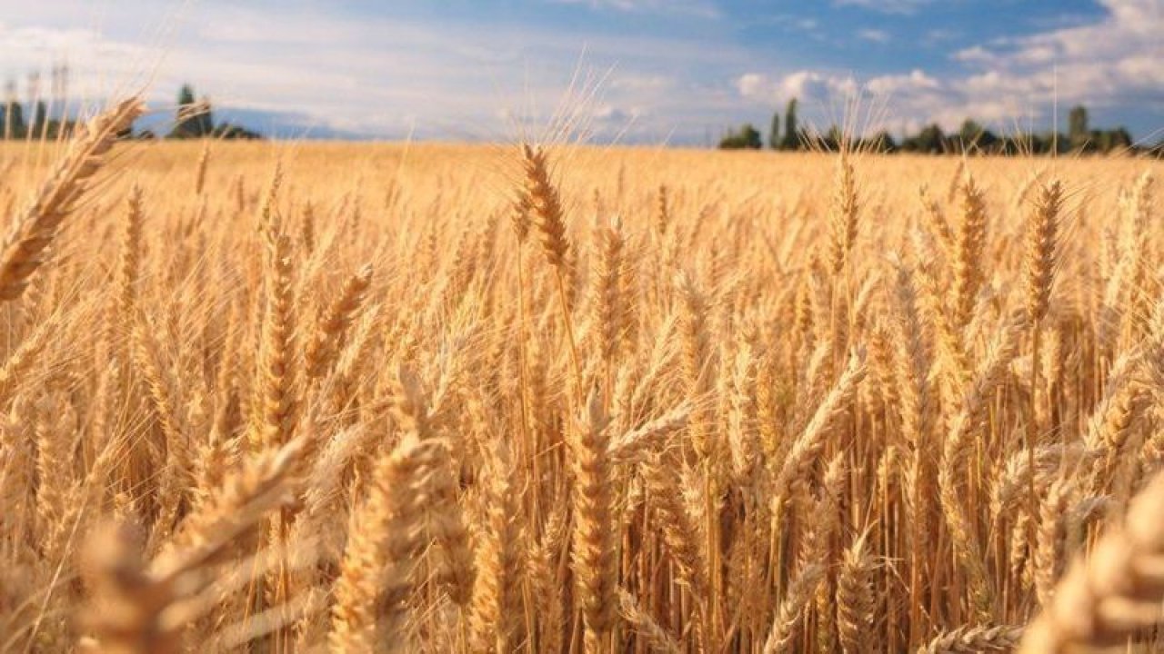 Martta artan yağışlar buğdaya yaradı