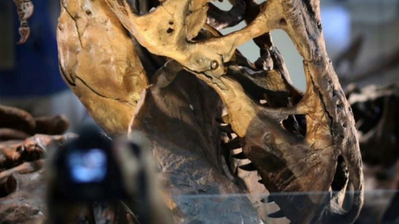 T-rex için yeni yapılan araştırma sonucu şaşırtıyor