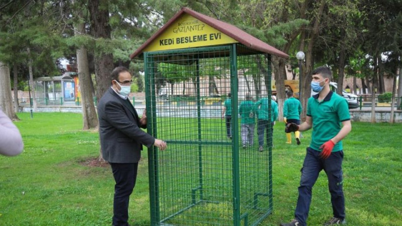 Seçim sandıkları kedi evi oldu