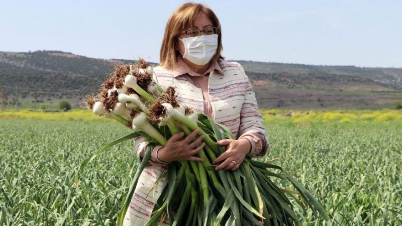 "Beyaz altın" Araban sarımsağında hasat heyecanı
