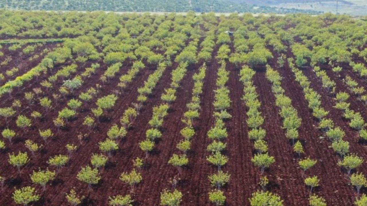 (Özel) Fıstıkta korkulan olmadı