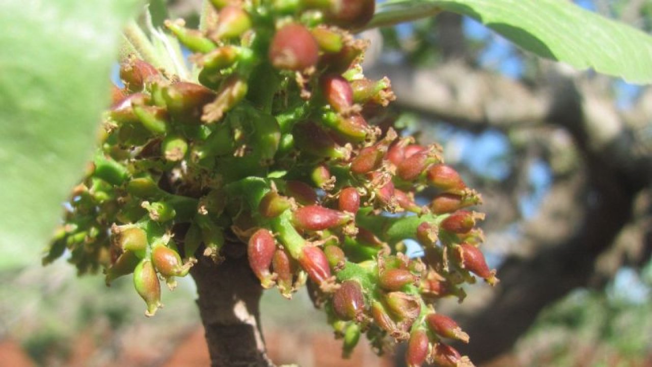 İlkbahar yağmurları Antep fıstığı üreticilerini memnun etti