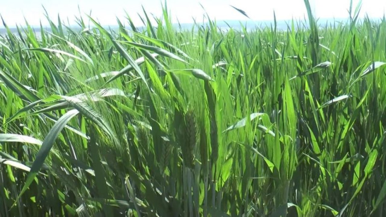 (Özel) Buğday üreticisinin yüzünü güldürüyor